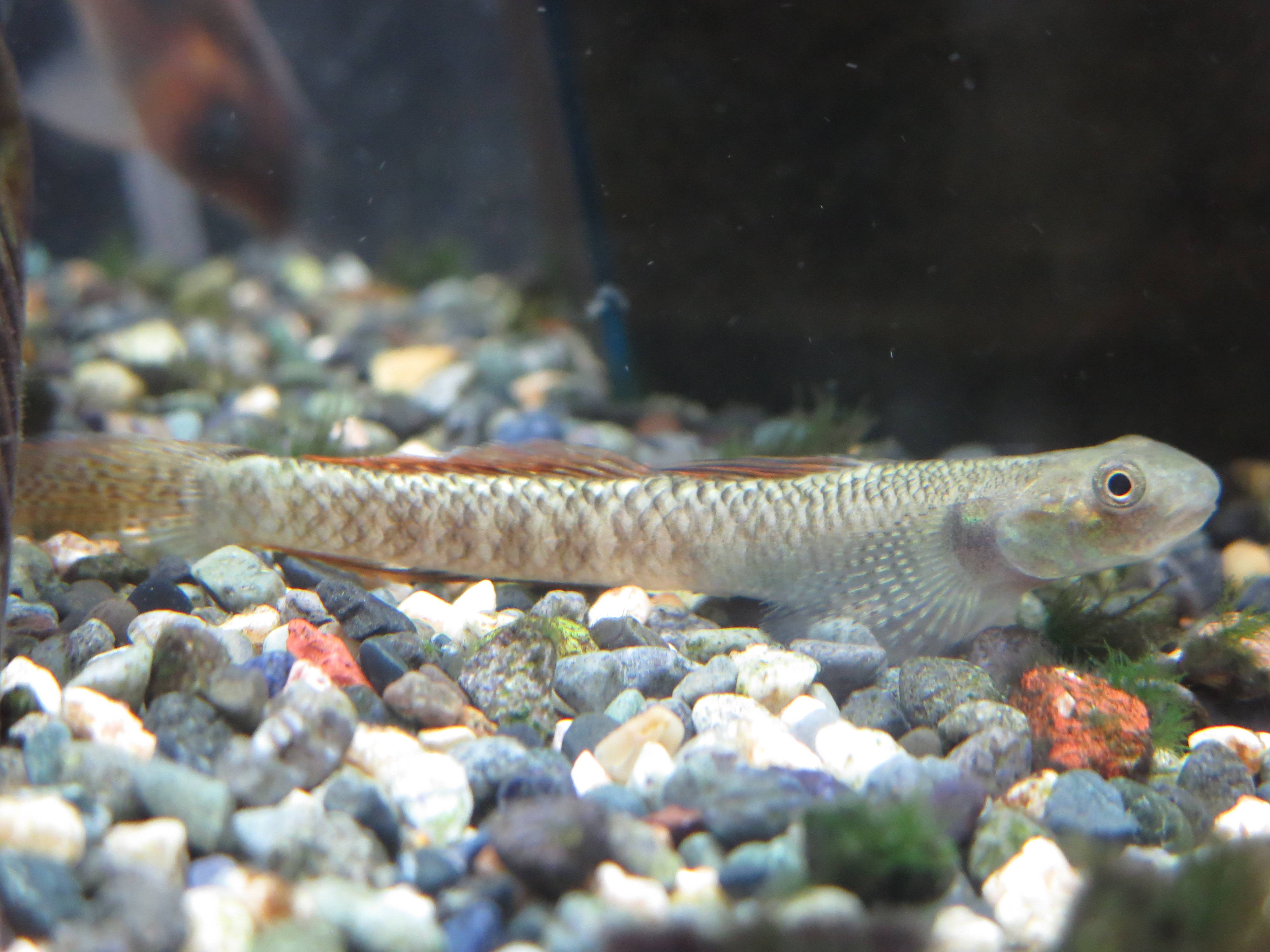 ニジイロボウズハゼ ニジイロボウズハゼ