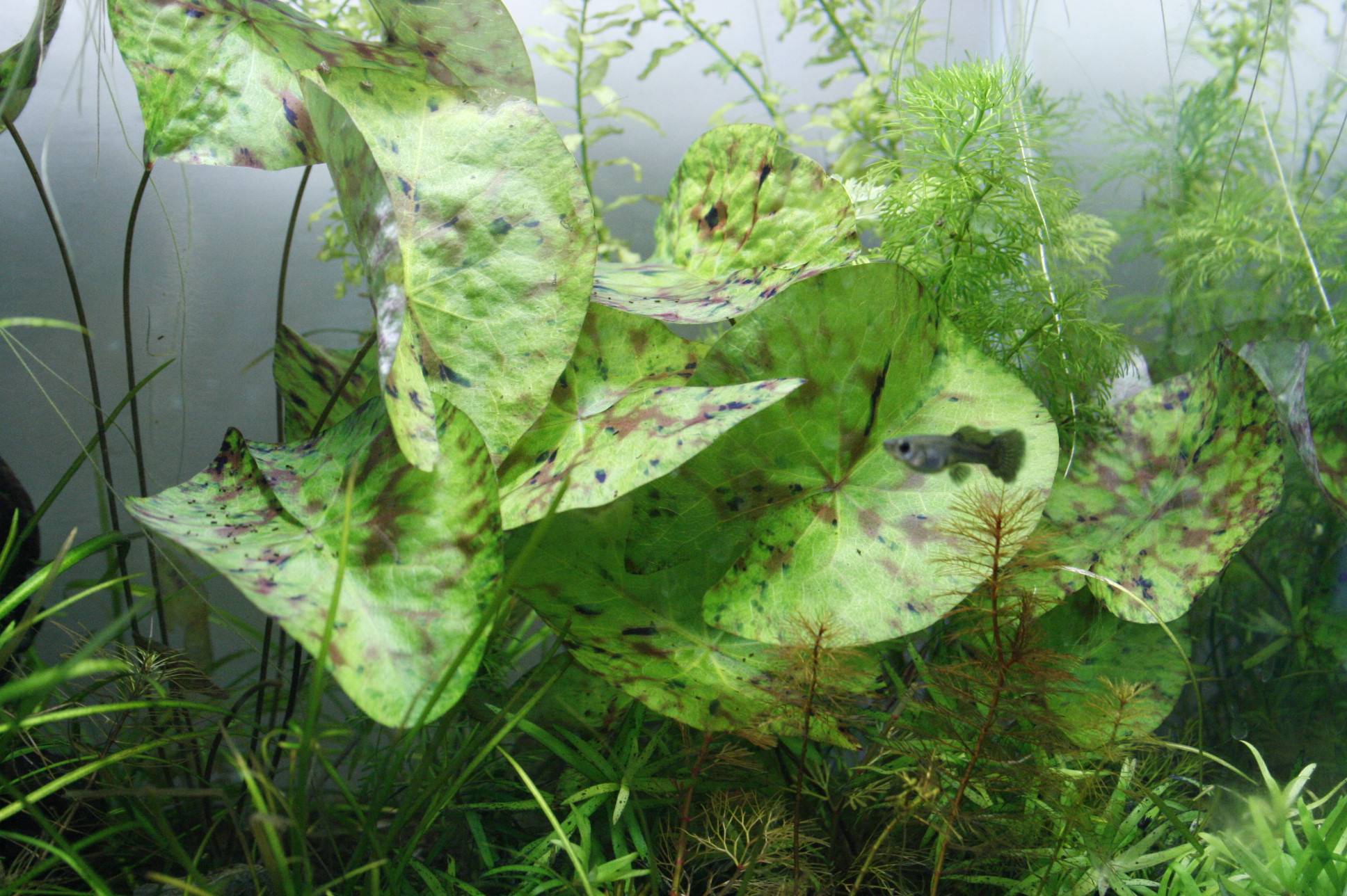 ニムファ・ミクランサ ニムファ・ミクランサ