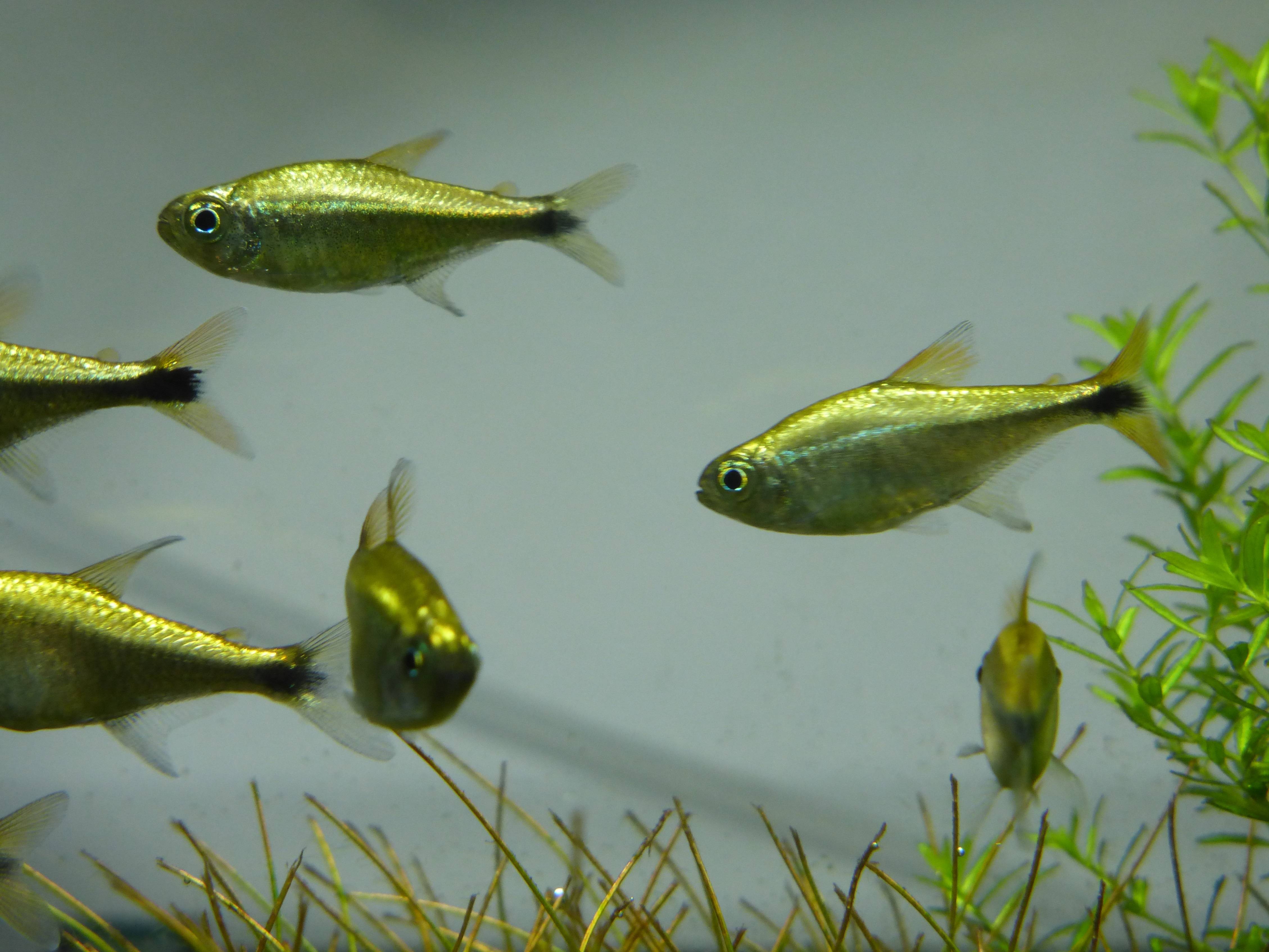 ニューゴールデン・ネオン・テトラ ニューゴールデン・ネオン・テトラ