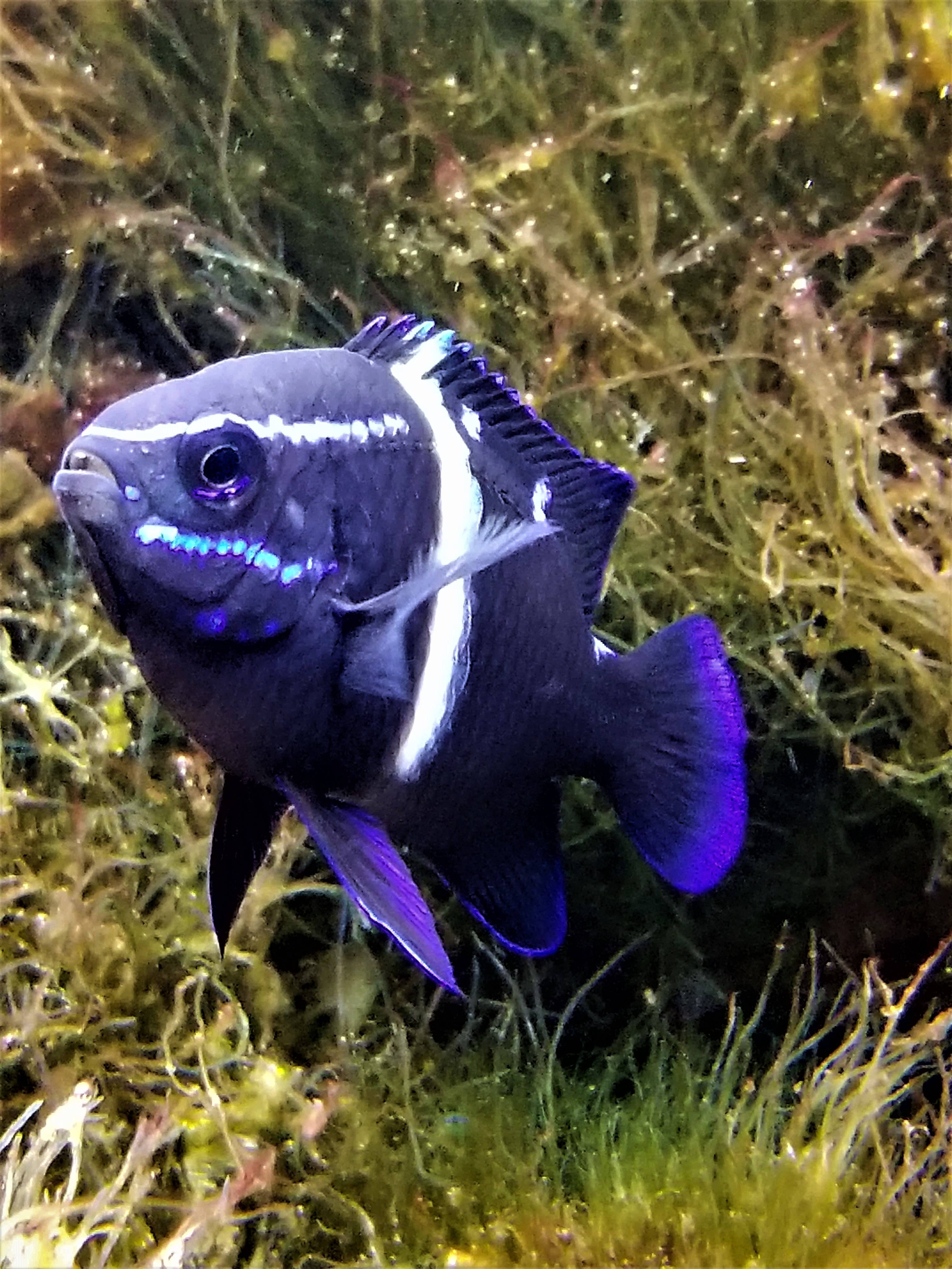 ネオン ダムセル アクアリウムwiki ネオン ダムセル アクアリウムwiki