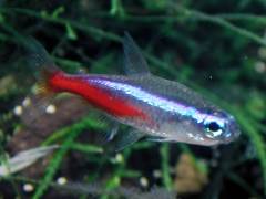 Neontetra.jpg Neontetra.jpg