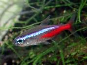 Neontetra02.jpg Neontetra02.jpg