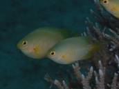 ネッタイスズメ.jpg ネッタイスズメ.jpg