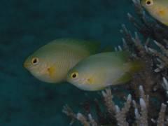 ネッタイスズメ.jpg ネッタイスズメ.jpg