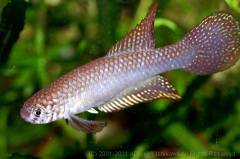 whitei1.jpg whitei1.jpg