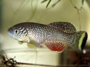 furzeri1.jpg furzeri1.jpg