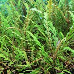 chanet_402720.jpg chanet_402720.jpg