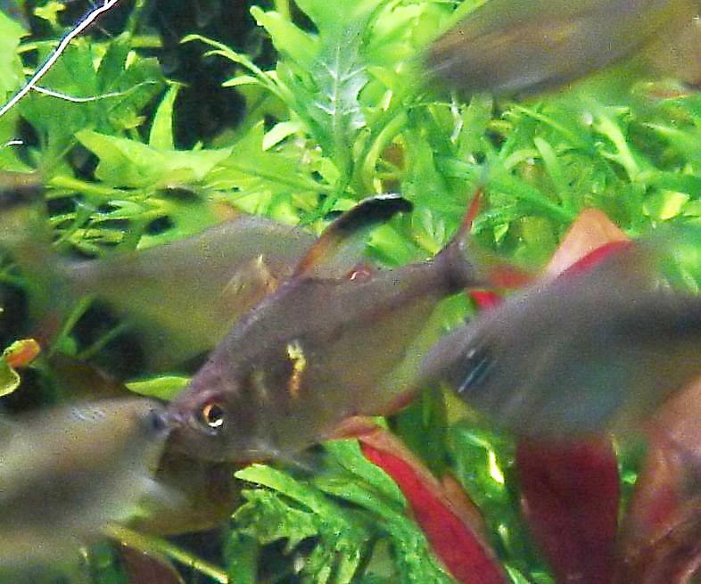 ハイフェソブリコン・エルドラド ハイフェソブリコン・エルドラド