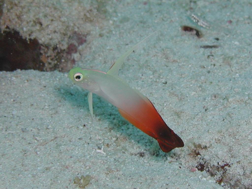 ハタタテハゼ ハタタテハゼ