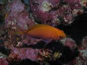 ハナゴンベ.jpg ハナゴンベ.jpg