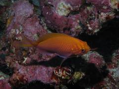 ハナゴンベ.jpg ハナゴンベ.jpg