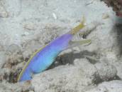 ハナヒゲウツボ.jpg ハナヒゲウツボ.jpg