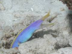 ハナヒゲウツボ.jpg ハナヒゲウツボ.jpg