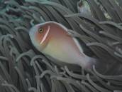 ハナビラクマノミ.jpg ハナビラクマノミ.jpg