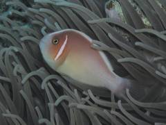 ハナビラクマノミ.jpg ハナビラクマノミ.jpg