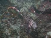 ハナミノカサゴ.jpg ハナミノカサゴ.jpg