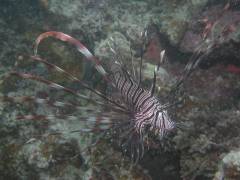 ハナミノカサゴ.jpg ハナミノカサゴ.jpg