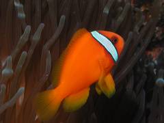 ハマクマノミ.jpg ハマクマノミ.jpg