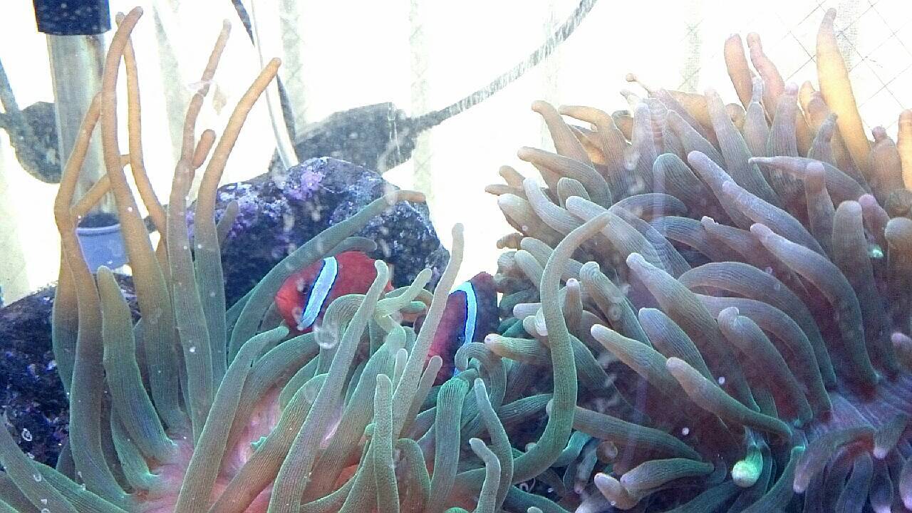 ハマクマノミ ハマクマノミ