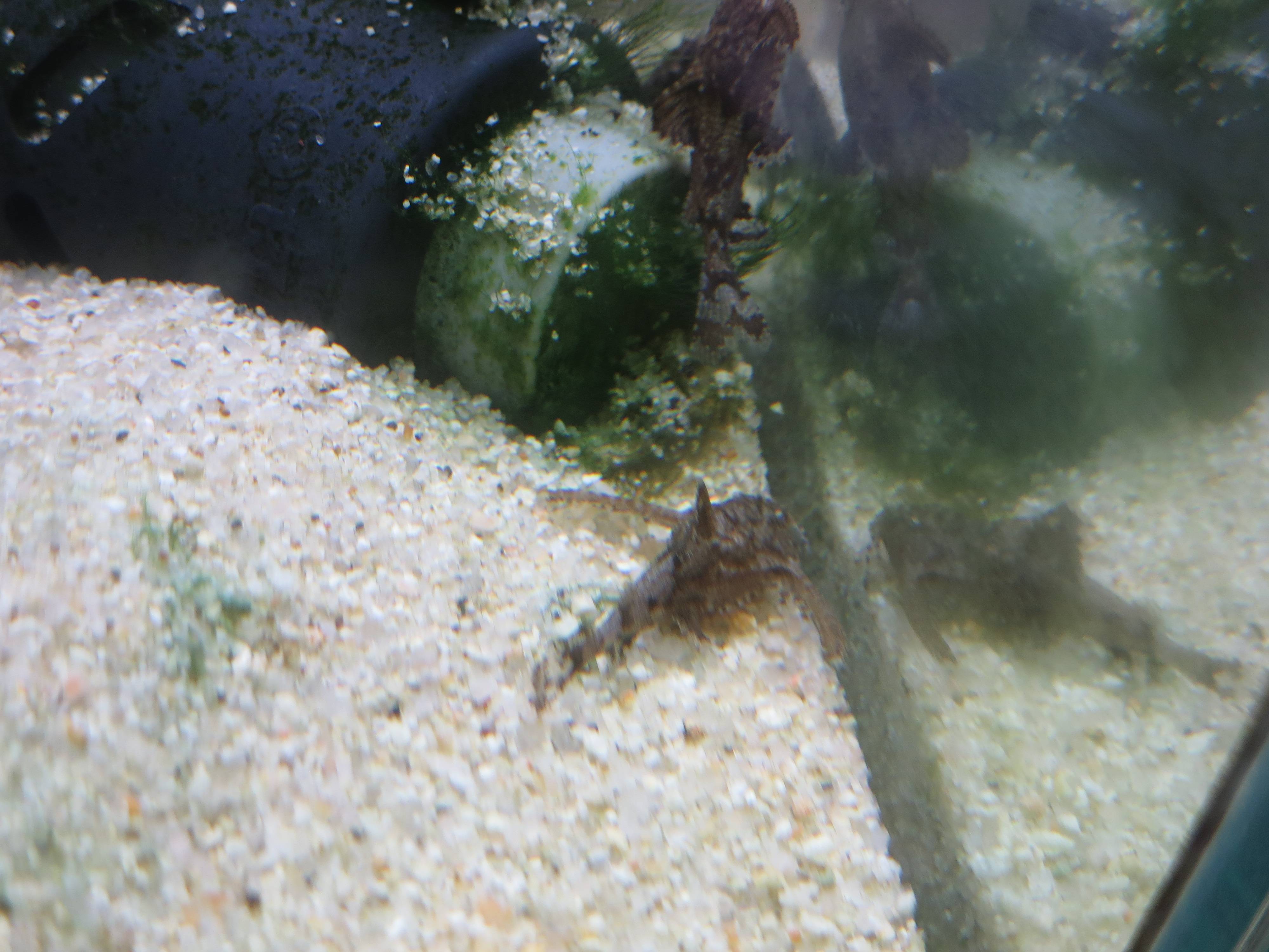 ハラ ジャーデニー アクアリウムwiki ハラ ジャーデニー アクアリウムwiki