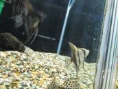 ハーフ・ブラック・エンゼル ハーフ・ブラック・エンゼル