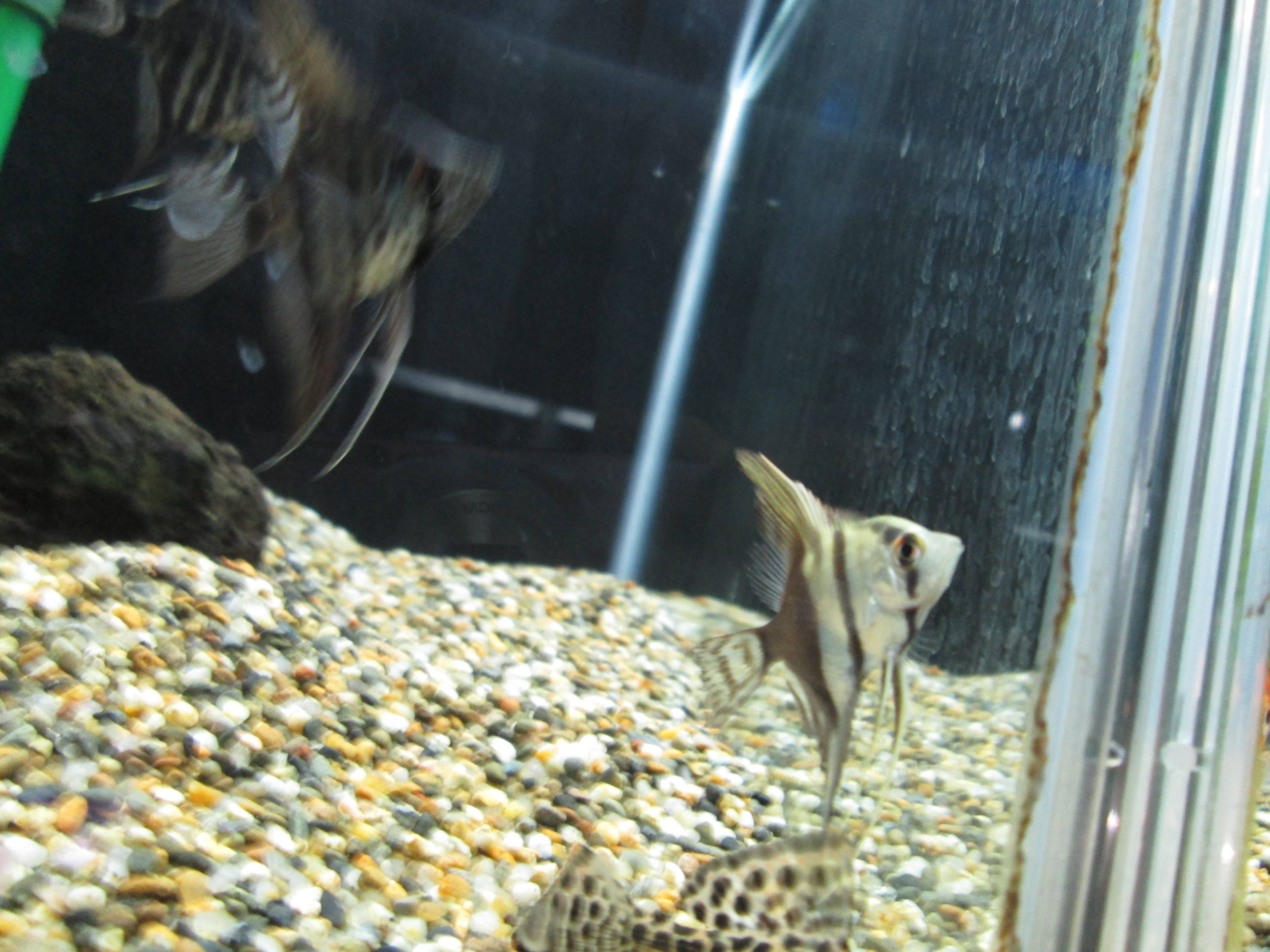 ハーフ・ブラック・エンゼル ハーフ・ブラック・エンゼル