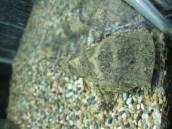 バガリウス・ヤレリー バガリウス・ヤレリー