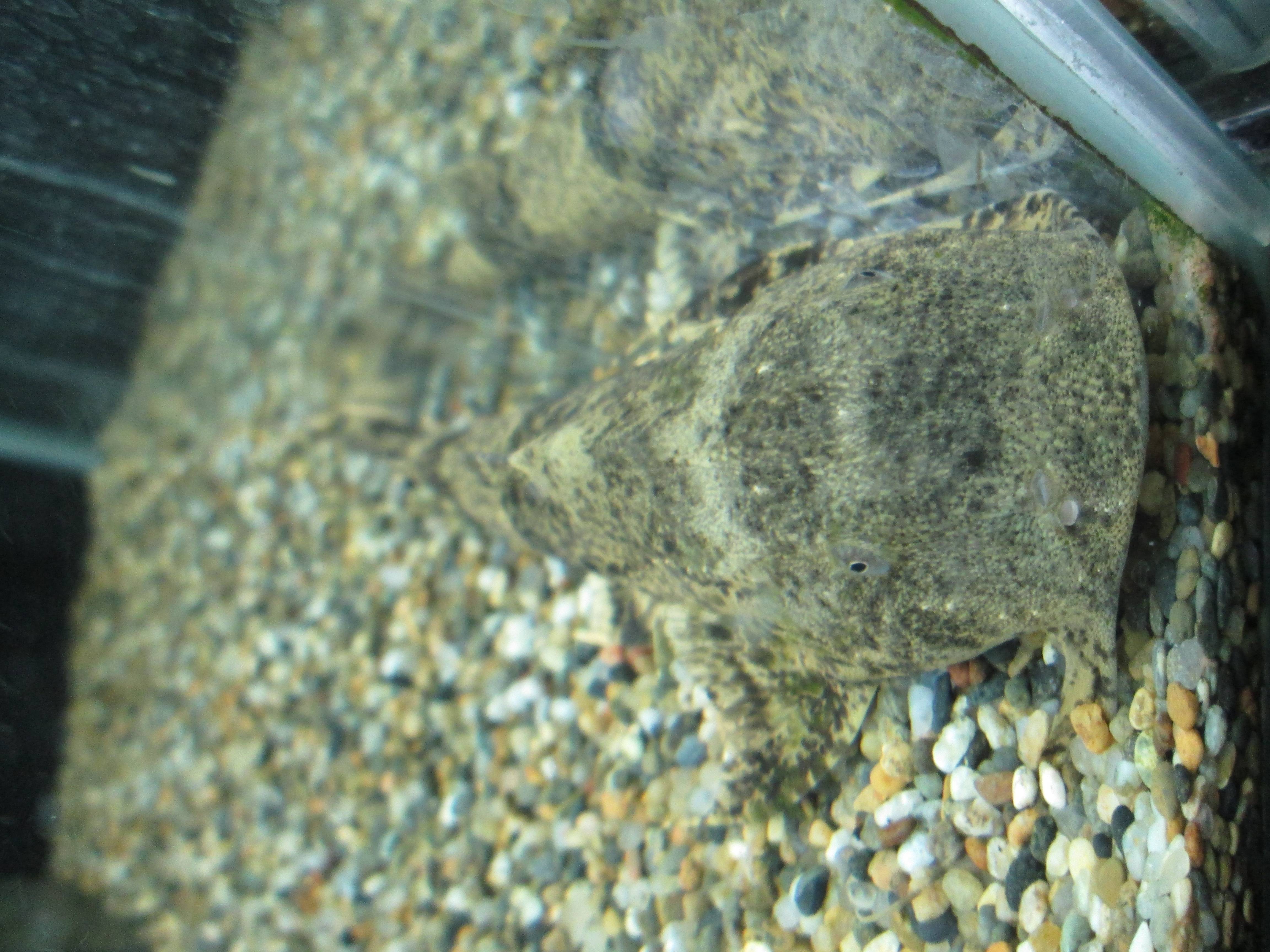 バガリウス・ヤレリー バガリウス・ヤレリー