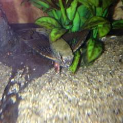 89D7006B-2604-4217-A96E-5FD2381E94B3.jpeg 89D7006B-2604-4217-A96E-5FD2381E94B3.jpeg