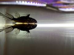 image.jpeg image.jpeg