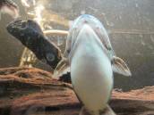 バトラクスキャット バトラクスキャット