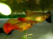 variatus_2.jpg variatus_2.jpg