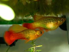 variatus_2.jpg variatus_2.jpg