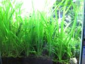 バリスネリア・スピラリス バリスネリア・スピラリス