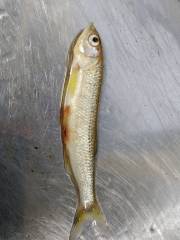 15058050246972040180883.jpg 15058050246972040180883.jpg