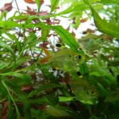 バルーン・プリステラ バルーン・プリステラ