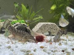 IMG_8425.jpeg IMG_8425.jpeg