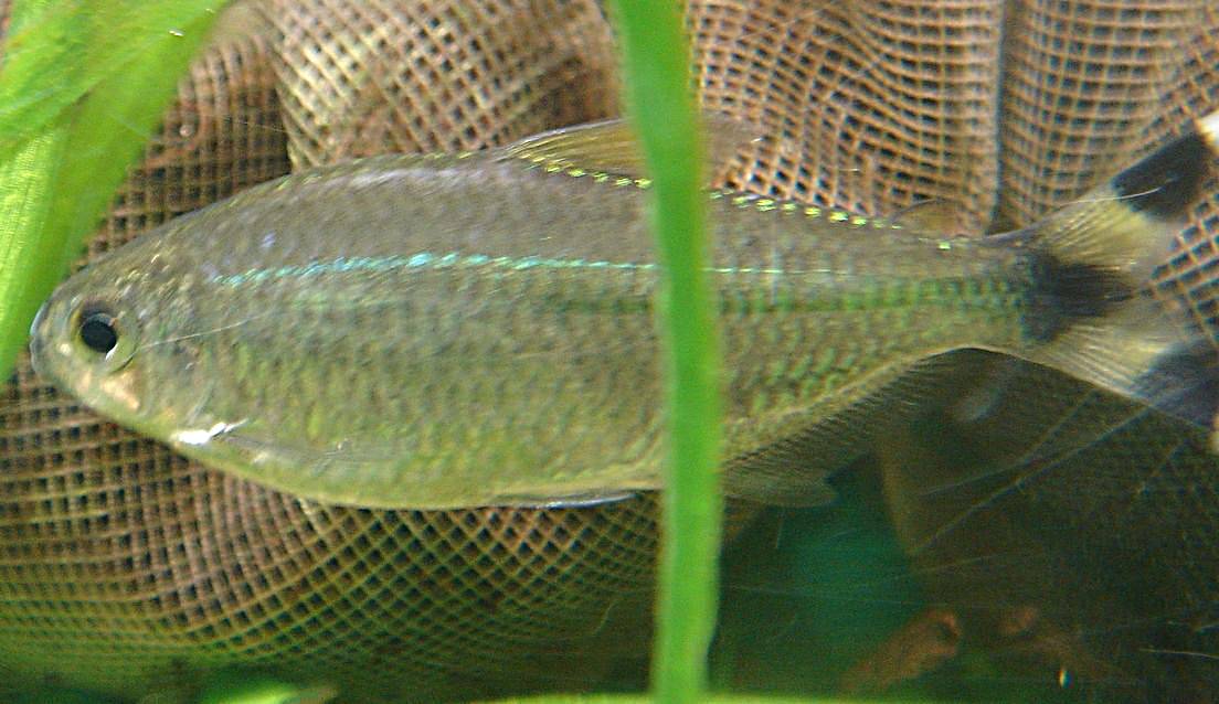 バンドテール・テトラ バンドテール・テトラ