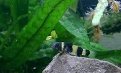 IMAG0251.jpg IMAG0251.jpg