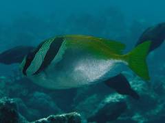 ヒメアイゴ.jpg ヒメアイゴ.jpg