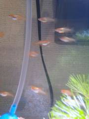 楊貴妃ヒカリ東天光2.jpg 楊貴妃ヒカリ東天光2.jpg