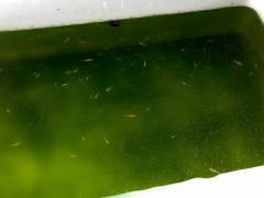 image.jpeg image.jpeg