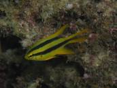 ヒレナガスズメ.jpg ヒレナガスズメ.jpg