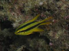 ヒレナガスズメ.jpg ヒレナガスズメ.jpg