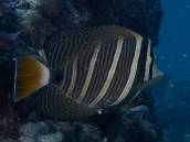 ヒレナガハギ.jpg ヒレナガハギ.jpg