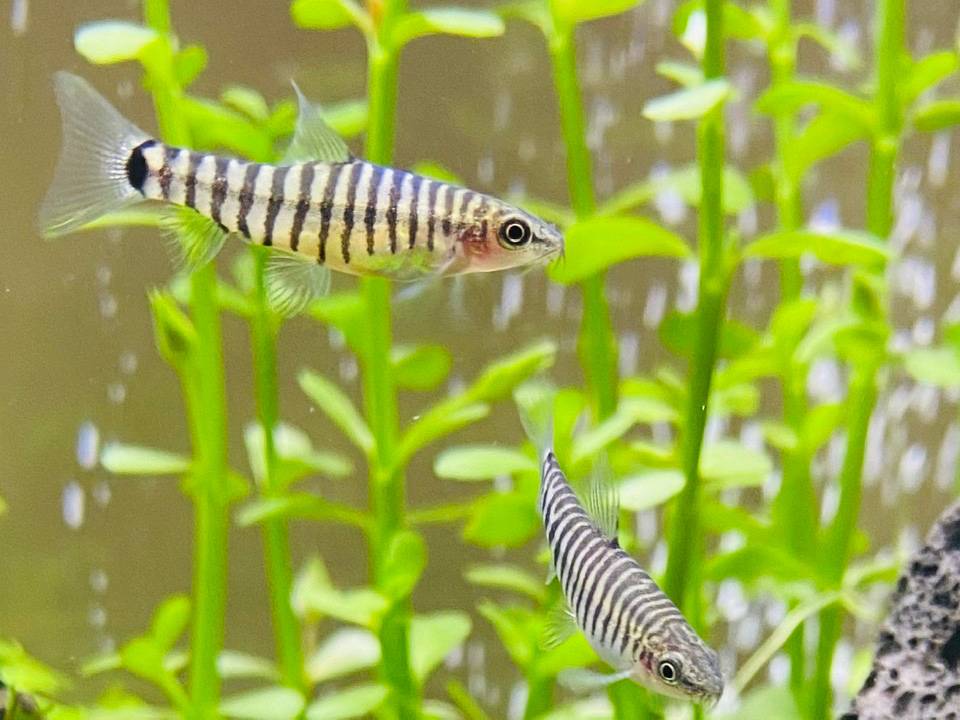 ピグミーマルチストライプ・ローチ ピグミーマルチストライプ・ローチ