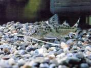 ピメロドゥス・ピクタス.jpg ピメロドゥス・ピクタス.jpg