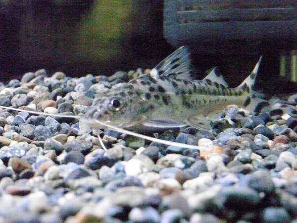 ピメロドゥス・ピクタス ピメロドゥス・ピクタス