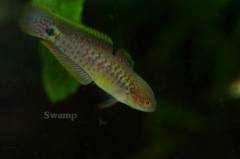 オス.jpg オス.jpg