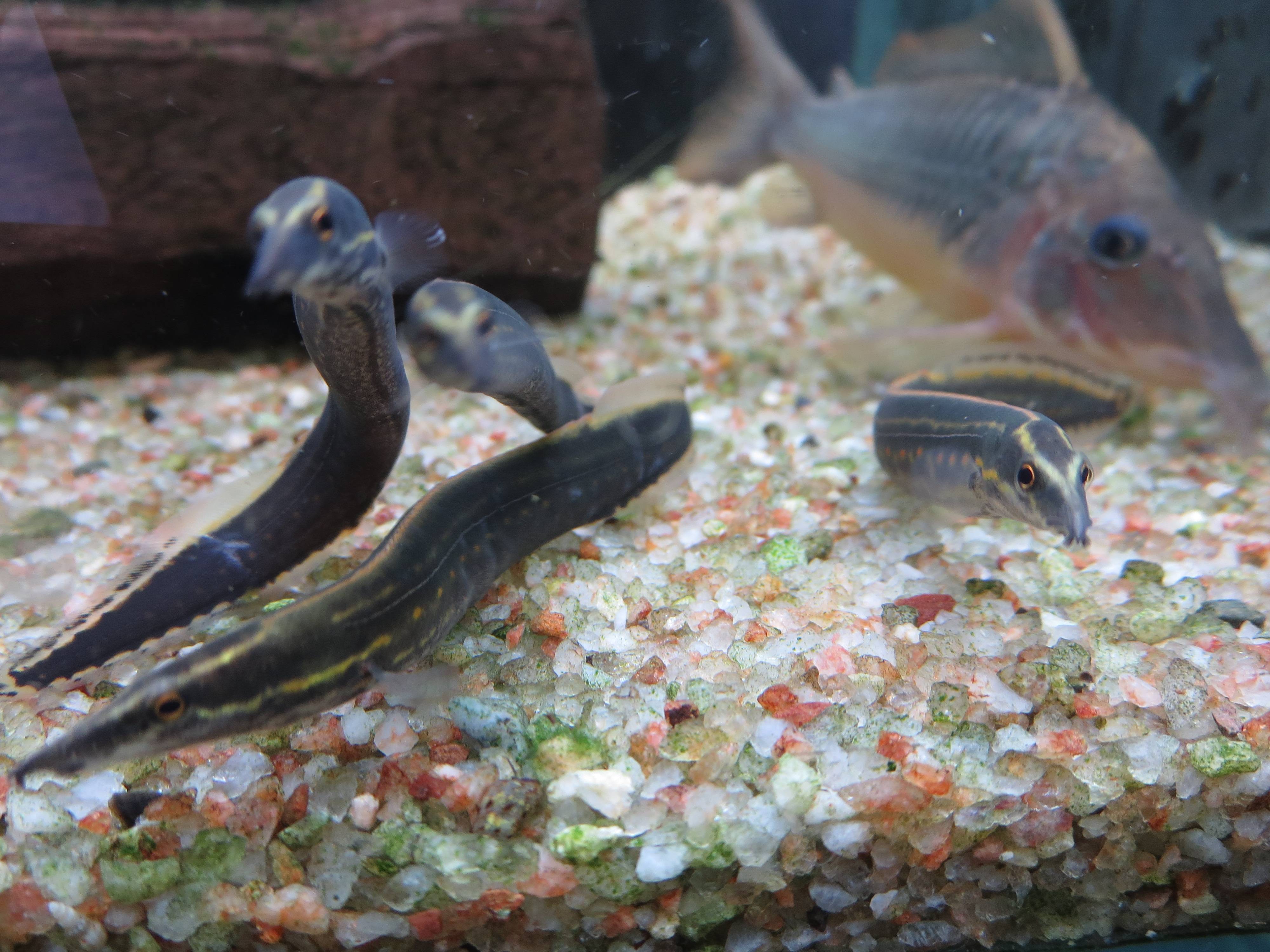 ファイヤー・スパイニーイール ファイヤー・スパイニーイール